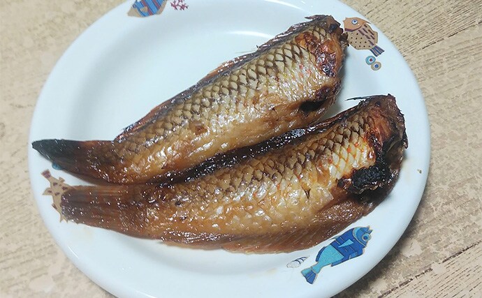 釣ったキュウセンベラで作る「焼き絞め」レシピ　香ばしさが最大の売り