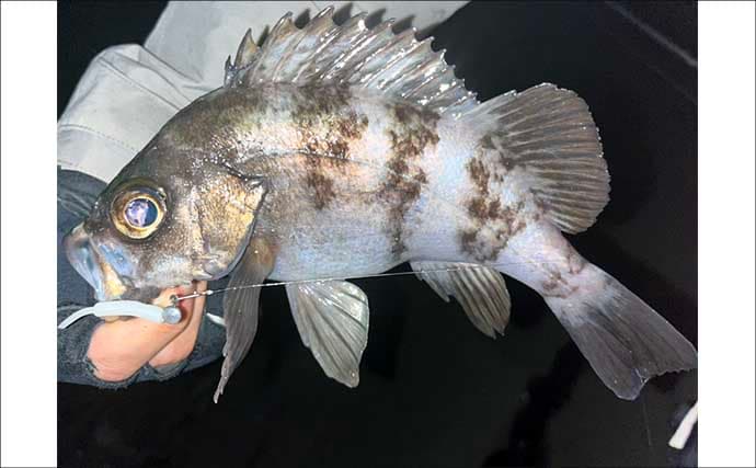 地磯でのメバリングで五目達成！【山口】フロートリグで遠投＆シャローを狙う