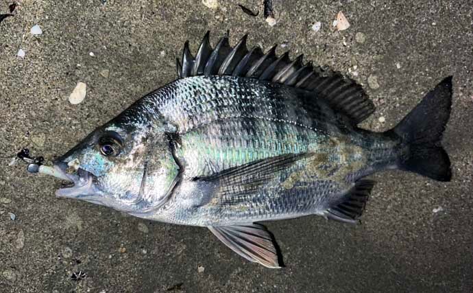 地磯でのメバリングで五目達成！【山口】フロートリグで遠投＆シャローを狙う