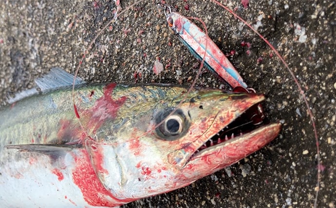 春まで閉鎖になった『大阪南港魚つり園』でのショアジギ釣行でサゴシ3連発！
