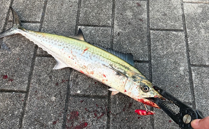 大阪南港でのライトショアジギング釣行でサゴシをキャッチ！表層早巻きにヒット