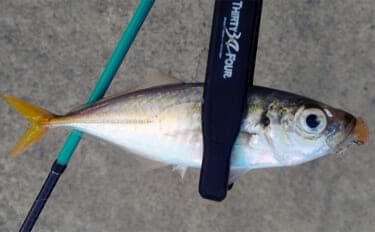 ルアーのカラー選び迷ってない? 昼は「光の三原色」で夜は「色の三原色」を意識しよう