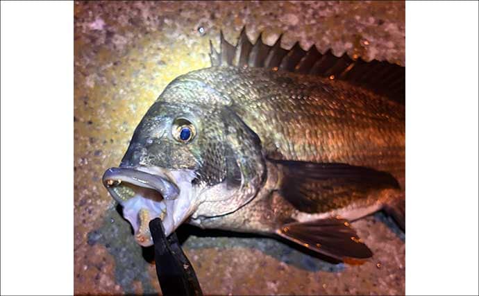 夜の常夜灯に集まる魚たち　「明」にはアジで「暗」にはメバル？