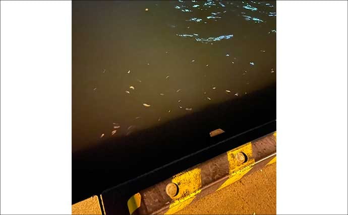 夜の常夜灯に集まる魚たち　「明」にはアジで「暗」にはメバル？