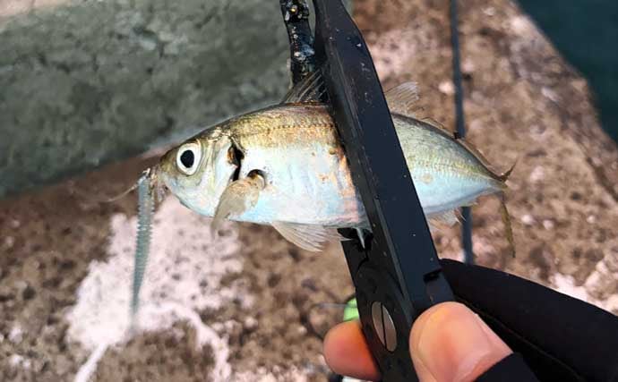 夜の常夜灯に集まる魚たち　「明」にはアジで「暗」にはメバル？