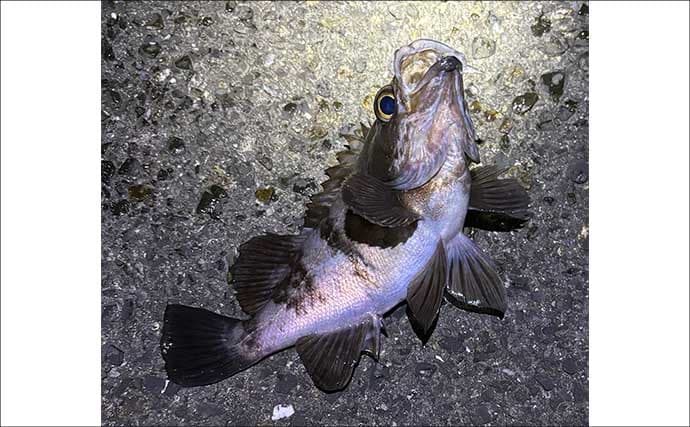 夜の常夜灯に集まる魚たち　「明」にはアジで「暗」にはメバル？