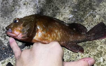 「冬はカサゴが大きくなるぞ!」デイ&ナイトゲームそれぞれの大型狙い方を紹介