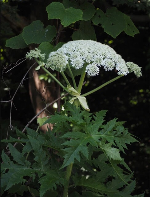 北海道大学で自生していた「バイカルハナウド」が疑われる植物。現在は、刈り取られ、調査中とのこと