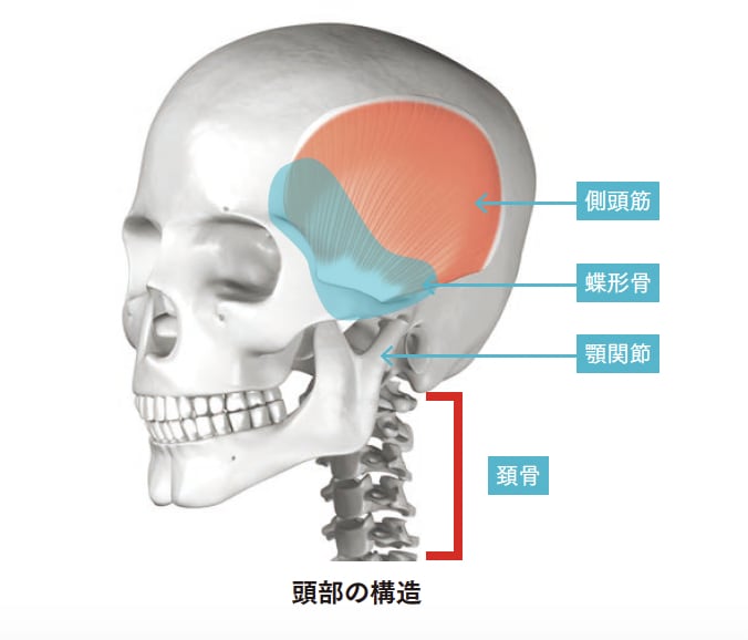 頭部の構造【背骨コンディショニング】