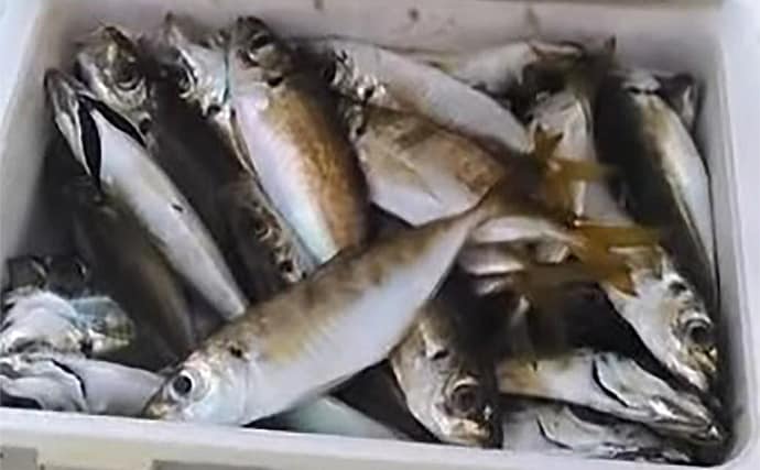 「何もしない」が正解！ 東京湾バチコンアジングでアジ115匹と入れ食い堪能【千葉・栄宝丸】