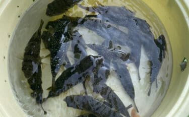 初めてのカットウ釣りでフグ22匹をキャッチ【愛知・おざき丸】1発でハマる面白さ！