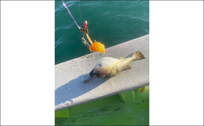 初めてのカットウ釣りでフグ22匹をキャッチ【愛知・おざき丸】1発でハマる面白さ！