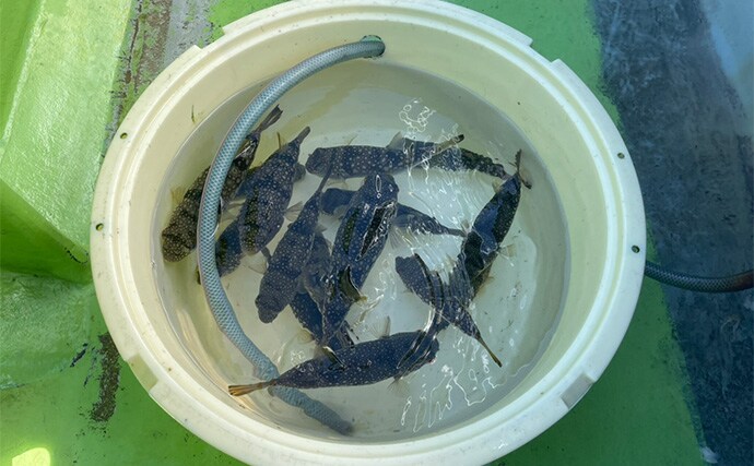 初めてのカットウ釣りでフグ22匹をキャッチ【愛知・おざき丸】1発でハマる面白さ！