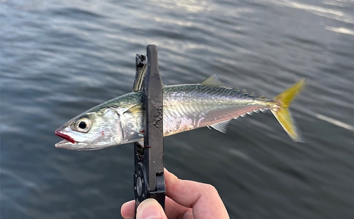 アジングタックルでサバゲーム満喫【大阪南港】アシストフック着用ジグ単リグで挑戦