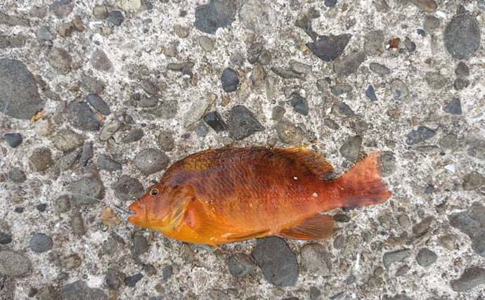 息子と堤防釣り満喫！アジングロッド流用のウキ釣りでコッパグレ手中に笑顔爆発【和歌山】