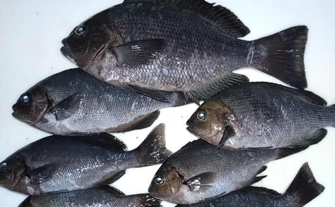 息子と堤防釣り満喫！アジングロッド流用のウキ釣りでコッパグレ手中に笑顔爆発【和歌山】