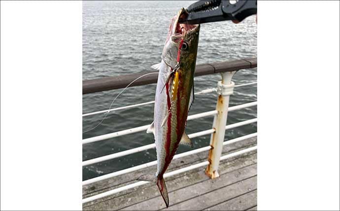 ライトショアジギング超入門(SLJ)メタルジグのフック(針)は沢山つければOK?