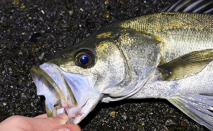 アジングではPEラインの使用は「ダメじゃないけど微妙」？　その理由を解説