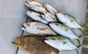 ノマセ釣りで大型メジロを連打！【和歌山・MCL】良型クログチとも対面成功