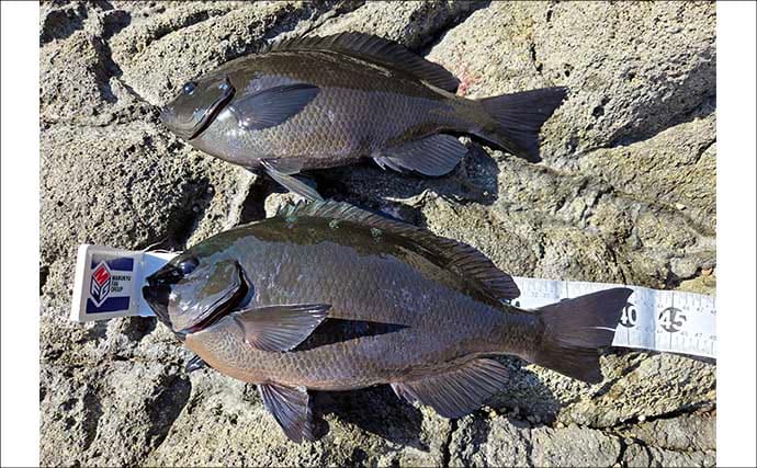 伊豆半島の沖磯で開催された磯釣り大会で見事優勝！ 潮を読み40cm寒メジナを好捕