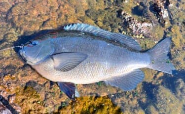 伊豆半島の沖磯で開催された磯釣り大会で見事優勝！ 潮を読み40cm寒メジナを好捕