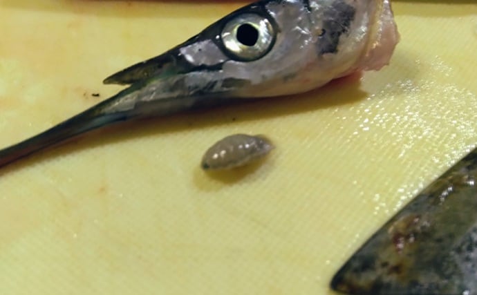 『鹿島港海釣園』でのサヨリ釣りで大苦戦　仕掛けのセレクトが運命を分ける？