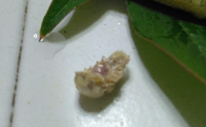 『鹿島港海釣園』でのサヨリ釣りで大苦戦　仕掛けのセレクトが運命を分ける？