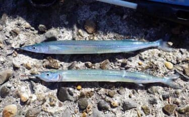 『鹿島港海釣園』でのサヨリ釣りで大苦戦 仕掛けのセレクトが運命を分ける?