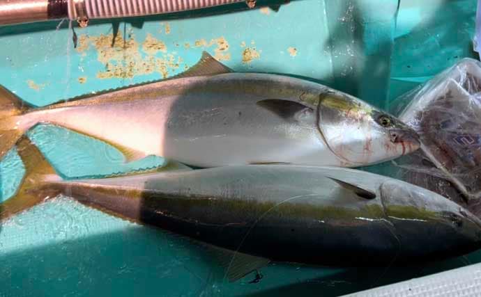 「寒ブリが大爆釣！」電気ブリ釣りでたった30分でクーラー満タンに【新潟・謙信丸】