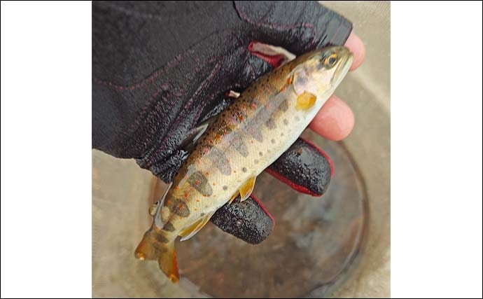 解禁直後の長良川渓流釣りでヒレピンアマゴ連発！【岐阜】20cm級頭にツ抜け達成