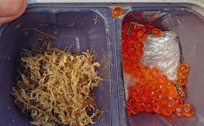 解禁直後の長良川渓流釣りでヒレピンアマゴ連発！【岐阜】20cm級頭にツ抜け達成