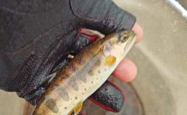 解禁直後の長良川渓流釣りでヒレピンアマゴ連発！【岐阜】20cm級頭にツ抜け達成