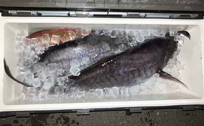 【沖釣り釣果速報】ヒラマサがドンッ!茱崎沖のタテ釣りで青物がバリバリ好反応(福井)