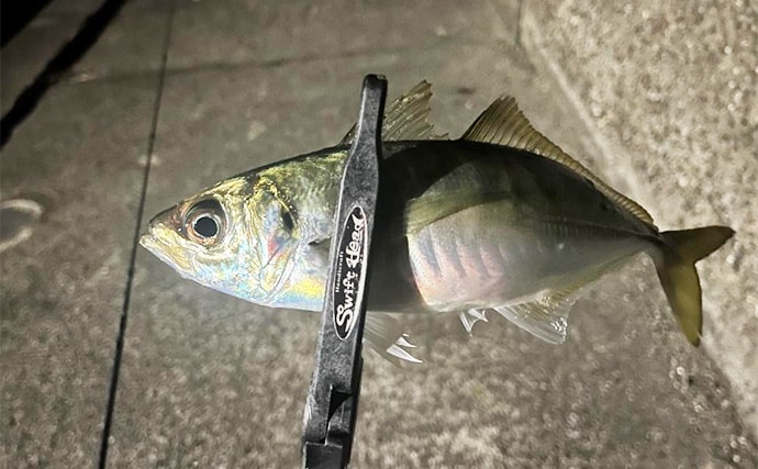 紀北エリアのアジング釣行で良型アジ好捕【和歌山】フロートとジグ単リグで攻略