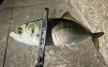 紀北エリアのアジング釣行で良型アジ好捕【和歌山】フロートとジグ単リグで攻略