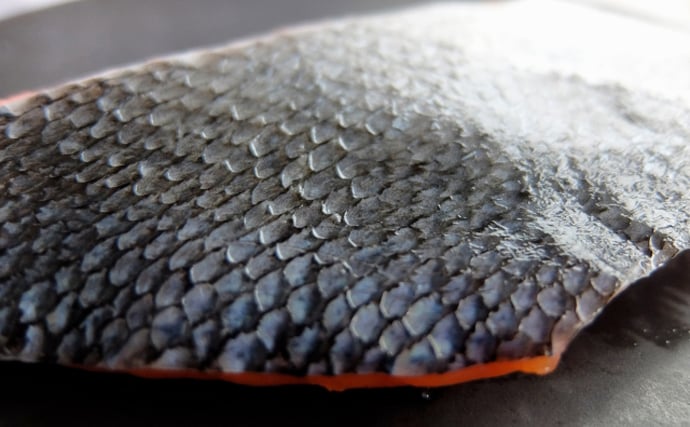 サカナの「鱗（ウロコ）」は調理の邪魔者？それとも美味しい食材？