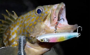 「そろそろメバルが釣れるかも？」 泉南ライトゲームでまさかのアコウ【大阪】