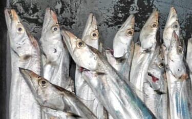 富山湾で旬本番のタチウオを食べ尽くす　刺し身から天ぷらまで絶品料理8選をご紹介