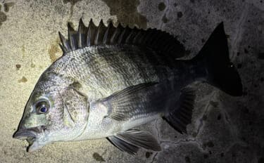 「根掛かり回避のため?」チニングで【オフセットフックが推奨される理由】