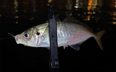 アジングで絶対やってはいけないこと3選 【大アワセ・大きな音・安易なリリース】