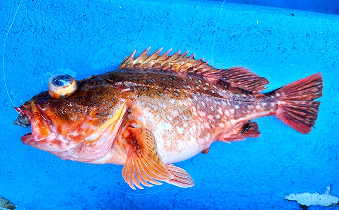 「冬でも釣りに行くのには訳があった？」厳寒期の高級美味食材『オニカサゴ』を狙う！