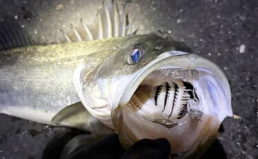 波止メバリングで70cmシーバスに45cmチヌ！【大阪】本命不発＆タモ水没に涙