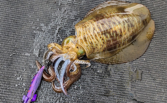 自作の餌木でティップランエギングに挑戦【三重】3時間船中アタリ無しの結果は果たして