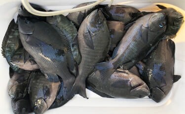 「秋磯の海中はまだまだ冬遠し？」磯フカセ釣りでアイゴの邪魔をかわして30cm級グレを拾い釣り