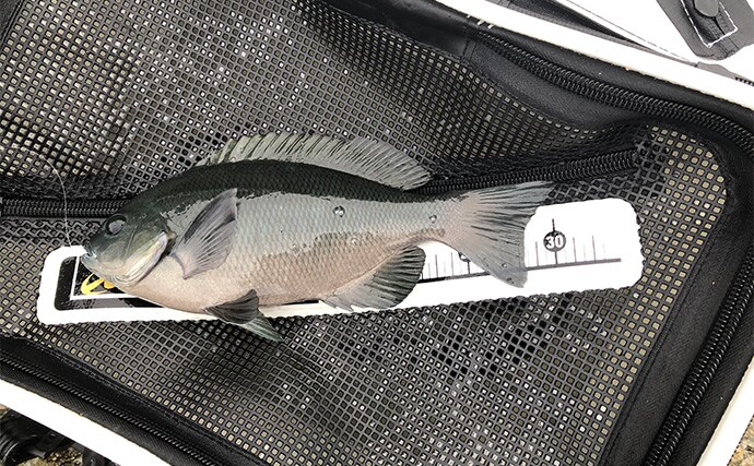 「秋磯の海中はまだまだ冬遠し？」磯フカセ釣りでアイゴの邪魔をかわして30cm級グレを拾い釣り