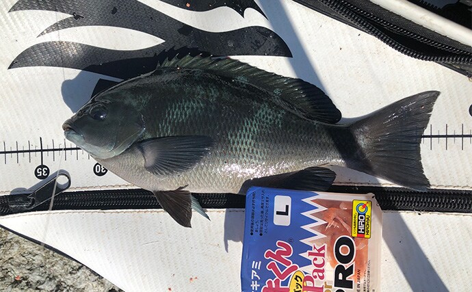 「秋磯の海中はまだまだ冬遠し？」磯フカセ釣りでアイゴの邪魔をかわして30cm級グレを拾い釣り