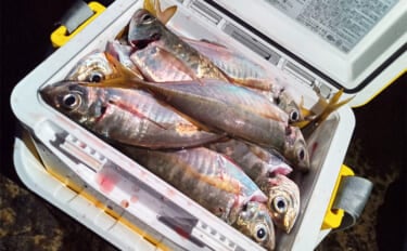 「夕マズメに25〜27cmが連発 !」地磯アジングで良型50尾をキャッチ【福岡】