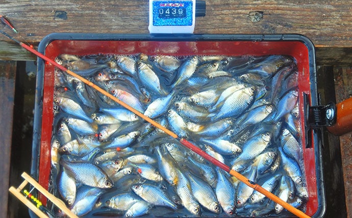 淡水小物釣りでバラタナゴ4束オーバー！【道満河岸ヘラ鮒釣場】開始から爆釣スタート