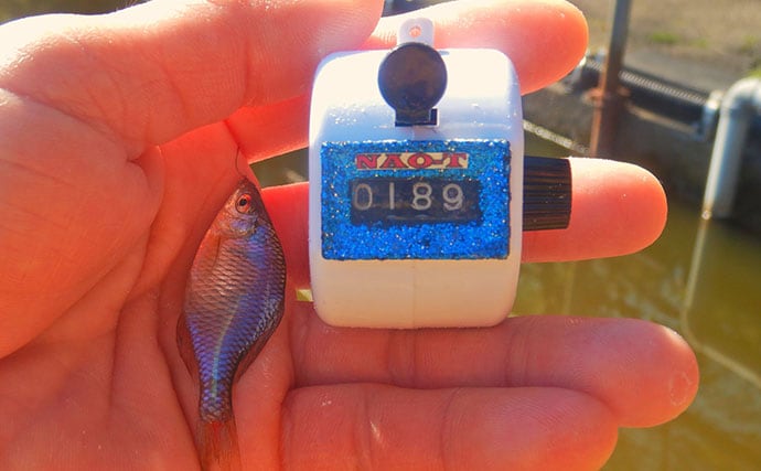 淡水小物釣りでバラタナゴ4束オーバー！【道満河岸ヘラ鮒釣場】開始から爆釣スタート