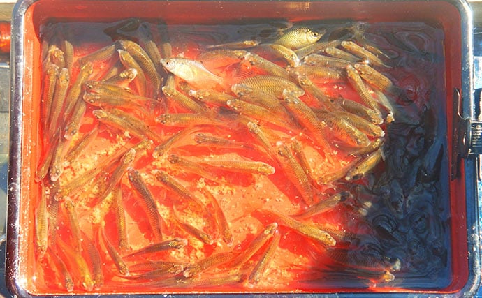 淡水小物釣りでバラタナゴ4束オーバー！【道満河岸ヘラ鮒釣場】開始から爆釣スタート
